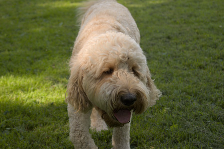 20250716_Dog Park__DSC0013_.jpg