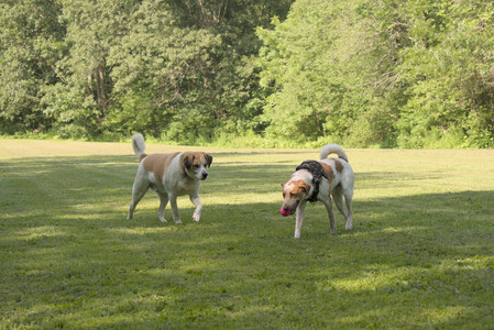 20250716_Dog Park__DSC0014_.jpg