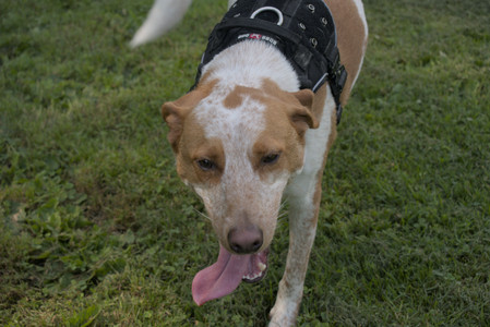 20250716_Dog Park__DSC0029_.jpg