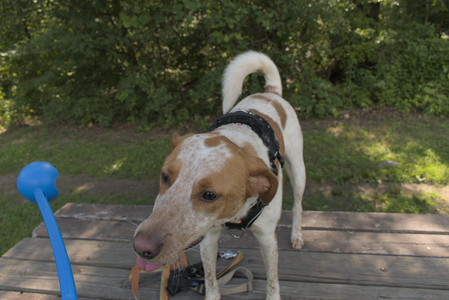 20250716_Dog Park__DSC0044_.jpg