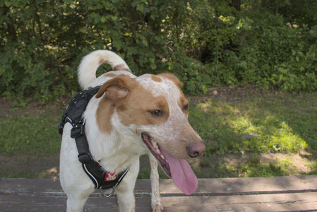 20250716_Dog Park__DSC0047_.jpg