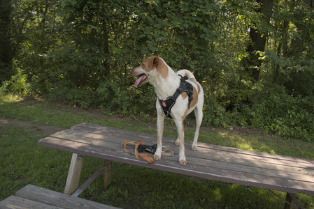 20250716_Dog Park__DSC0053_.jpg