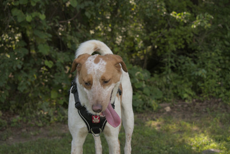 20250716_Dog Park__DSC0057_.jpg