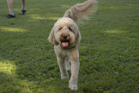 20250716_Dog Park__DSC0058_.jpg