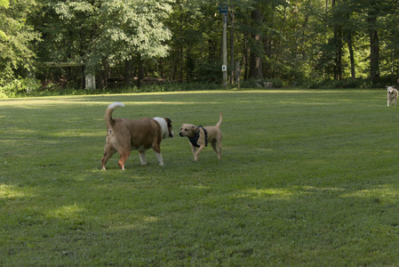 20250716_Dog Park__DSC0062_.jpg