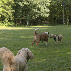 20250716_Dog Park__DSC0063_.jpg