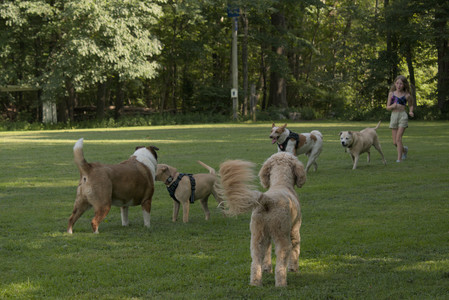 20250716_Dog Park__DSC0064_.jpg