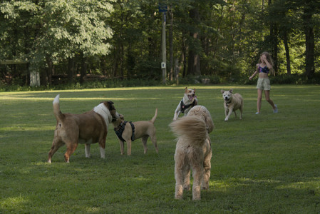 20250716_Dog Park__DSC0065_.jpg