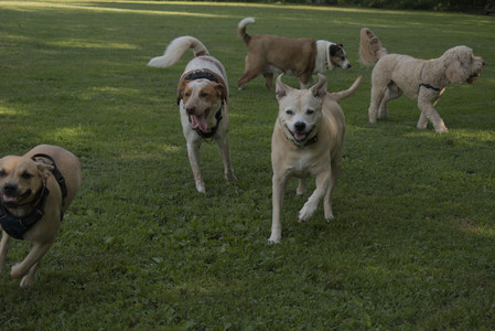 20250716_Dog Park__DSC0071_.jpg