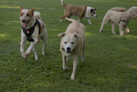 20250716_Dog Park__DSC0072_.jpg