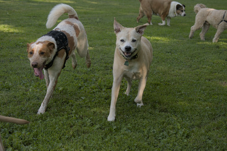 20250716_Dog Park__DSC0073_.jpg