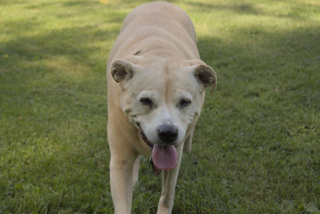 20250716_Dog Park__DSC0090_.jpg