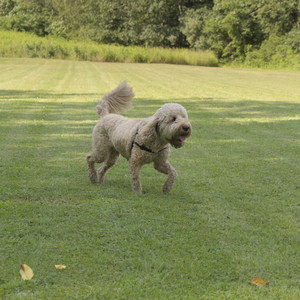 20250716_Dog Park__DSC0092_.jpg