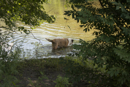 20250716_Dog Park__DSC0094_.jpg