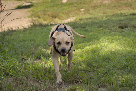 20250716_Dog Park__DSC0102_.jpg