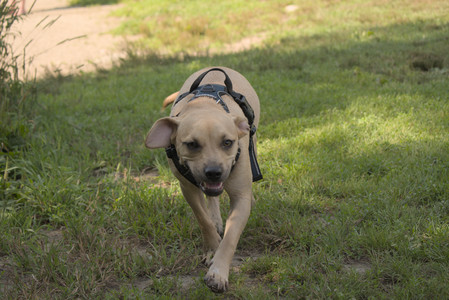 20250716_Dog Park__DSC0103_.jpg