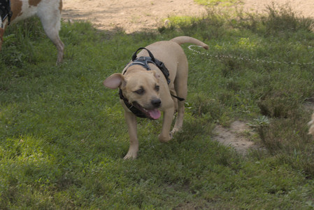 20250716_Dog Park__DSC0148_.jpg