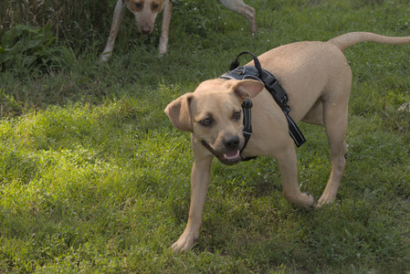 20250716_Dog Park__DSC0150_.jpg