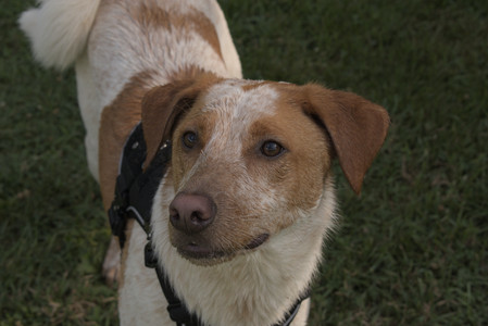 20250716_Dog Park__DSC0153_.jpg