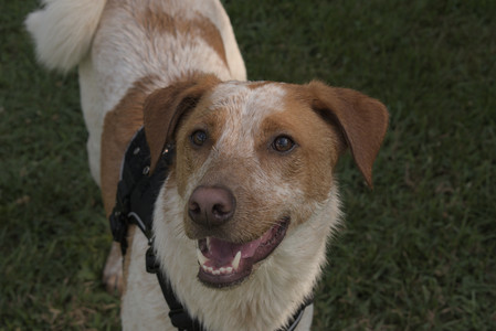 20250716_Dog Park__DSC0155_.jpg