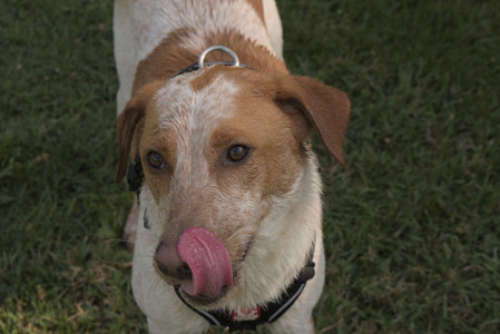 20250716_Dog Park__DSC0156_.jpg