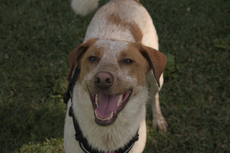 20250716_Dog Park__DSC0157_.jpg