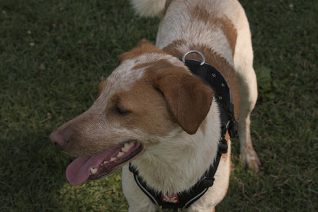 20250716_Dog Park__DSC0159_.jpg