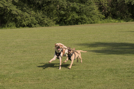20250716_Dog Park__DSC0170_.jpg