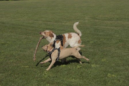 20250716_Dog Park__DSC0174_.jpg