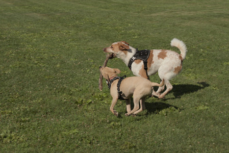 20250716_Dog Park__DSC0175_.jpg