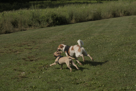 20250716_Dog Park__DSC0177_.jpg