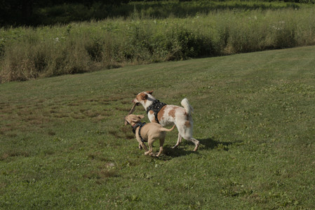 20250716_Dog Park__DSC0178_.jpg