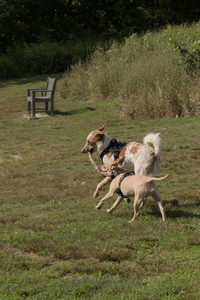20250716_Dog Park__DSC0179_.jpg