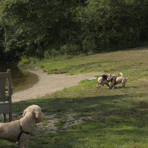20250716_Dog Park__DSC0184_.jpg