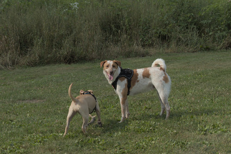 20250716_Dog Park__DSC0193_.jpg