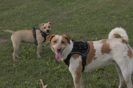 20250716_Dog Park__DSC0195_.jpg