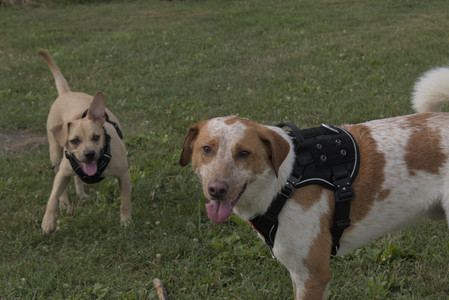 20250716_Dog Park__DSC0198_.jpg