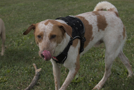 20250716_Dog Park__DSC0200_.jpg