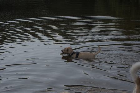 20250716_Dog Park__DSC0203_.jpg