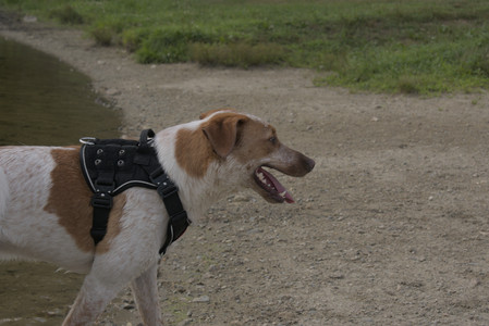20250716_Dog Park__DSC0204_.jpg