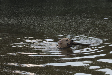 20250716_Dog Park__DSC0214_.jpg