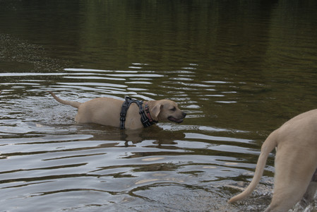 20250716_Dog Park__DSC0221_.jpg