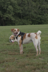 20250716_Dog Park__DSC0226_.jpg