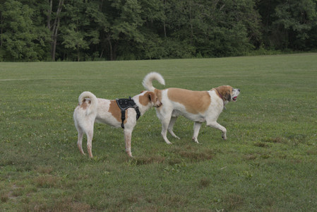 20250716_Dog Park__DSC0228_.jpg