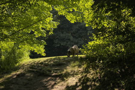20250716_Dog Park__DSC0286_.jpg