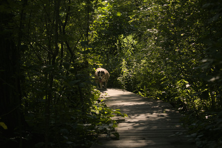 20250716_Dog Park__DSC0293_.jpg