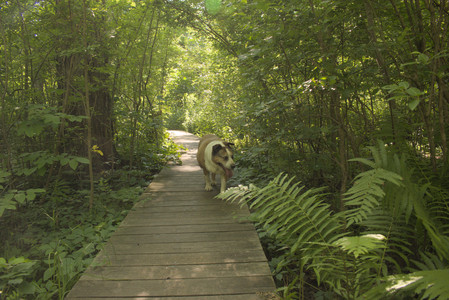 20250716_Dog Park__DSC0315_.jpg