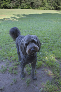 20250717_Dog Park__DSC0006_.jpg