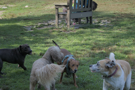 20250717_Dog Park__DSC0016_.jpg