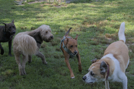 20250717_Dog Park__DSC0017_.jpg